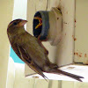 Female Sparrow feeds a fledgling
