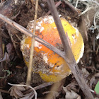 Fly amanita