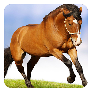 Horses Live Wallpaper.apk 6.0