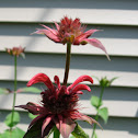 Bee Balm