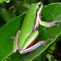 Northern Dwarf Tree Frog