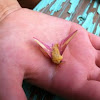 Rosy Maple moth