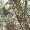 Purple Finch