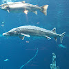 Atlantic Sturgeon