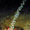 Blue Bell Sea Squirt