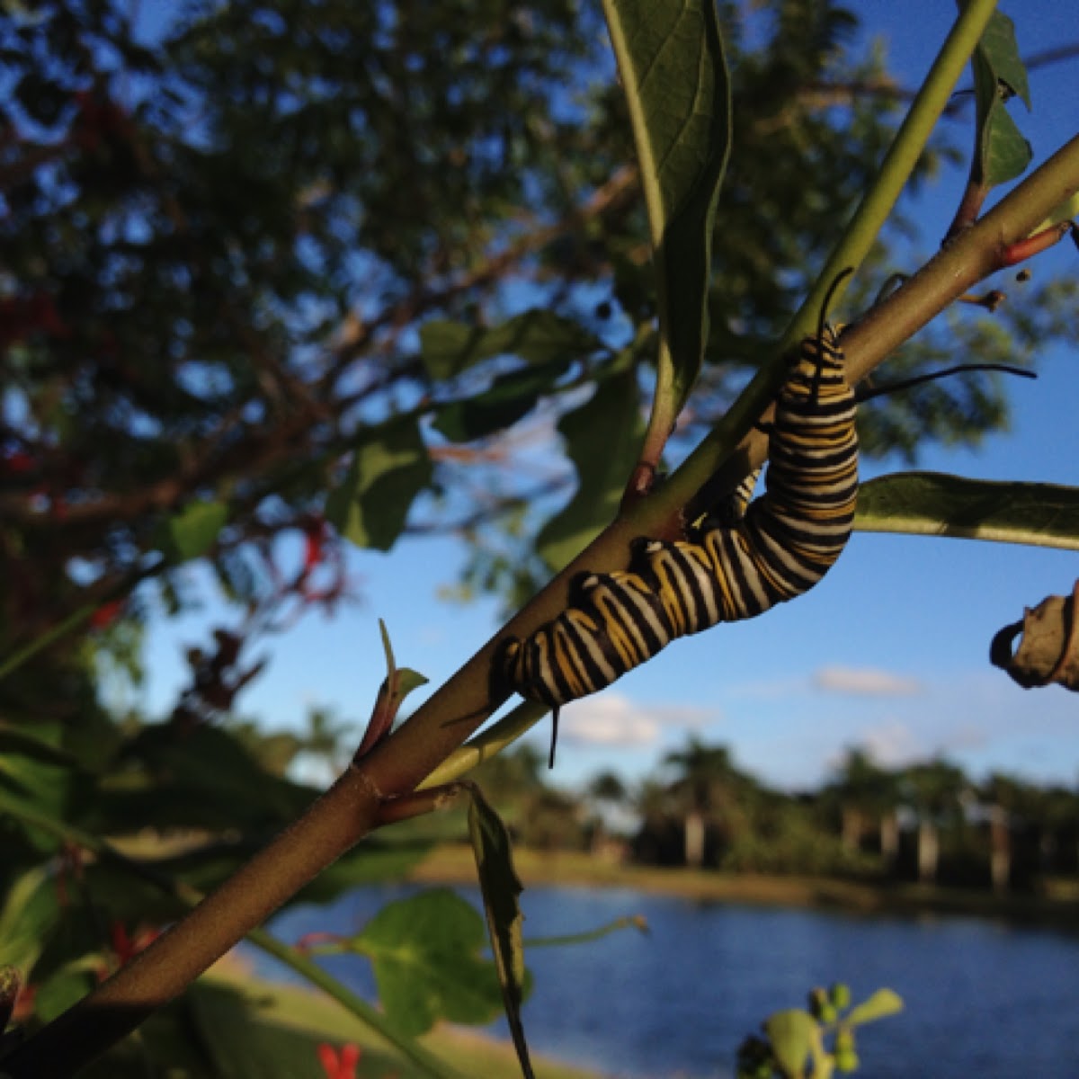 Monarch Butterfly (caterpillar)