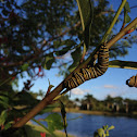 Monarch Butterfly (caterpillar)