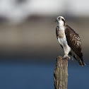 Águia-pesqueira  - Osprey