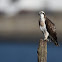 Águia-pesqueira  - Osprey