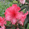 Rhododendron