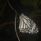 White Tiger Butterfly