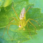 lynx spider