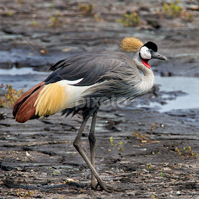 by RN Nobby Clarke - Animals Other