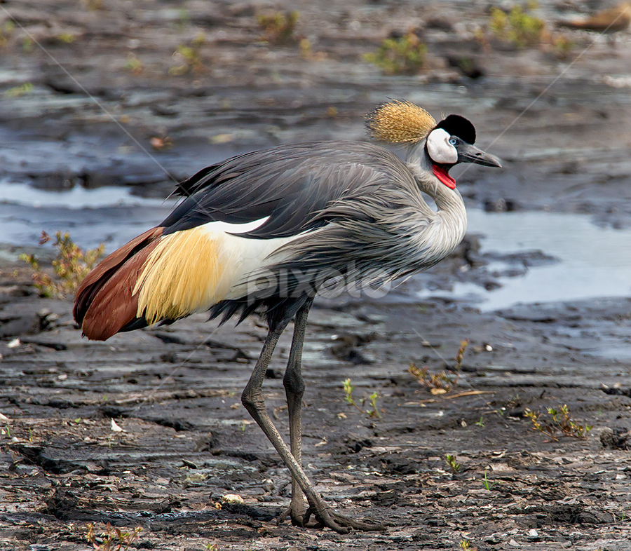 by RN Nobby Clarke - Animals Other