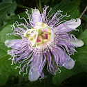 Passion Flower