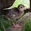 Domestic Turkey (poult)