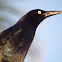 great tail grackle