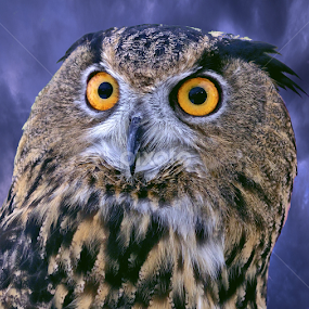 Eurasian Eagle Owl by Sandy Scott - Animals Birds