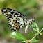 Common Lime Butterfly