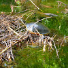 Common Cooter