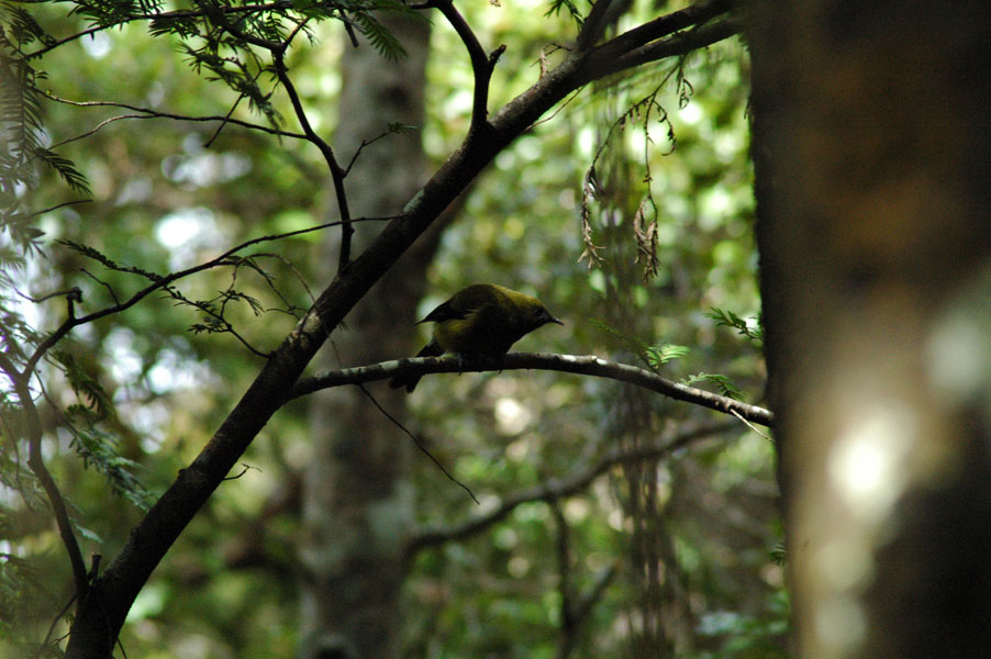 Korimako, or New Zealand Bellbird  