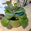 Paddle Plant, Desert Cabbage