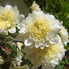 white chrysanthemum 