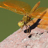Mexican Amberwing (female)