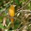 Summer Tanager (  female )