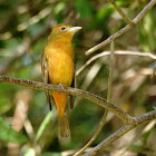Summer Tanager (  female )