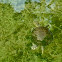 Midlands painted turtle