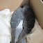 Rock Pigeon (injured bird)
