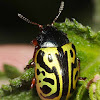 Globemallow Leaf Beetle