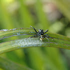 jumping spider