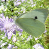 Large White Butterfly / Kupusar