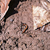 Eastern Red-backed Salamander