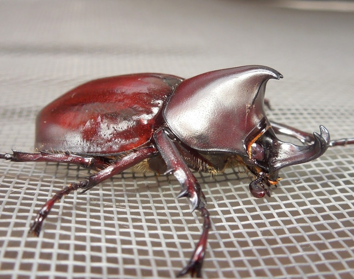 Rhinoceros Beetle (male)