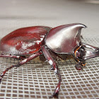 Rhinoceros Beetle (male)