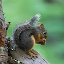 Douglas Fir Squirrel