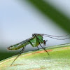 green mosquito?