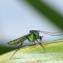green mosquito?