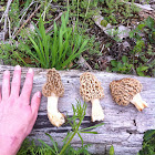 common morel, morel, yellow morel, true morel, morel mushroom, and sponge morel