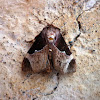 Skiff moth