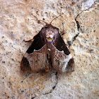 Skiff moth