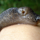 Big slug / Babosa Grande