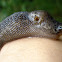 Big slug / Babosa Grande