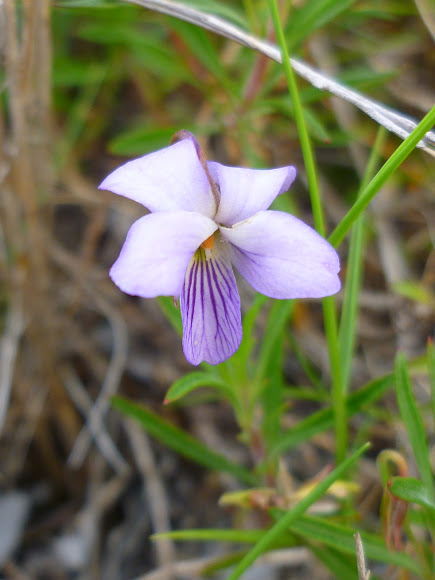 tree violet | Project Noah