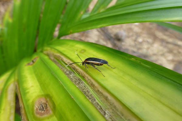 Cockroach | Project Noah