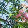 Mimosa Silk tree
