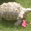 Tortoise